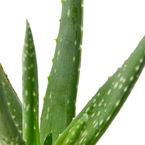 Aloe Vera - 4" Pot - NURSERY POT ONLY