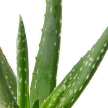 Load image into Gallery viewer, Aloe Vera - 4&quot; Pot - NURSERY POT ONLY