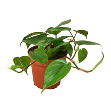 Load image into Gallery viewer, 2 Philodendron Variety Pack - 4&quot; Pots