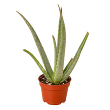 Load image into Gallery viewer, Aloe Vera - 4&quot; Pot - NURSERY POT ONLY