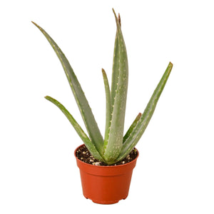 Aloe Vera - 4" Pot - NURSERY POT ONLY