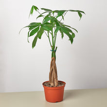 Load image into Gallery viewer, Money Tree &#39;Guiana Chestnut&#39; Pachira Braid - 6&quot; Pot - NURSERY POT ONLY
