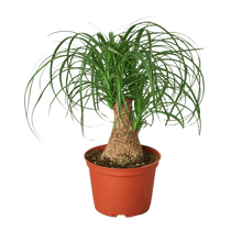 Load image into Gallery viewer, Palm Ponytail - 6&quot; Pot - NURSERY POT ONLY