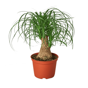 Palm Ponytail - 6" Pot - NURSERY POT ONLY