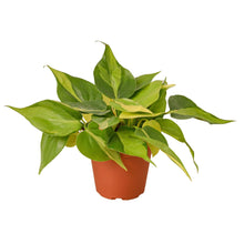 Load image into Gallery viewer, 2 Philodendron Variety Pack - 4&quot; Pots