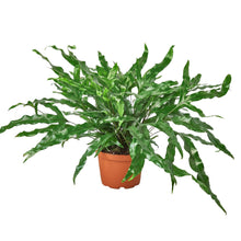 Load image into Gallery viewer, Fern &#39;Kangaroo Paw&#39; - 6&quot; Pot - NURSERY POT ONLY