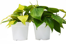 Load image into Gallery viewer, 2 Philodendron Variety Pack - 4&quot; Pots