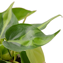 Load image into Gallery viewer, 2 Philodendron Variety Pack - 4&quot; Pots