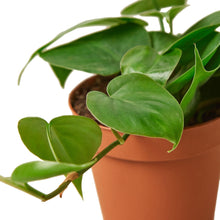 Load image into Gallery viewer, 2 Philodendron Variety Pack - 4&quot; Pots