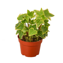 Load image into Gallery viewer, 2 English Ivy Variety Pack - 4&quot; Pot