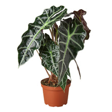 Load image into Gallery viewer, Alocasia Polly &#39;African Mask&#39;