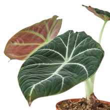 Load image into Gallery viewer, Alocasia Reginula &#39;Black Velvet&#39;