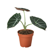 Load image into Gallery viewer, Alocasia Reginula &#39;Black Velvet&#39;