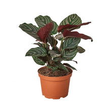 Load image into Gallery viewer, Calathea &#39;Ornata&#39; - 6&quot; Pot - NURSERY POT ONLY