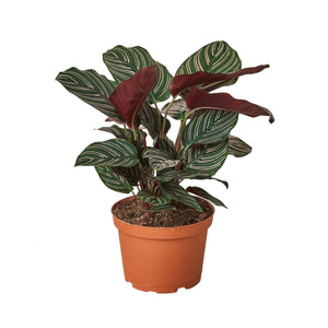 Calathea 'Ornata' - 6" Pot - NURSERY POT ONLY