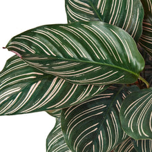 Load image into Gallery viewer, Calathea &#39;Ornata&#39; - 6&quot; Pot - NURSERY POT ONLY