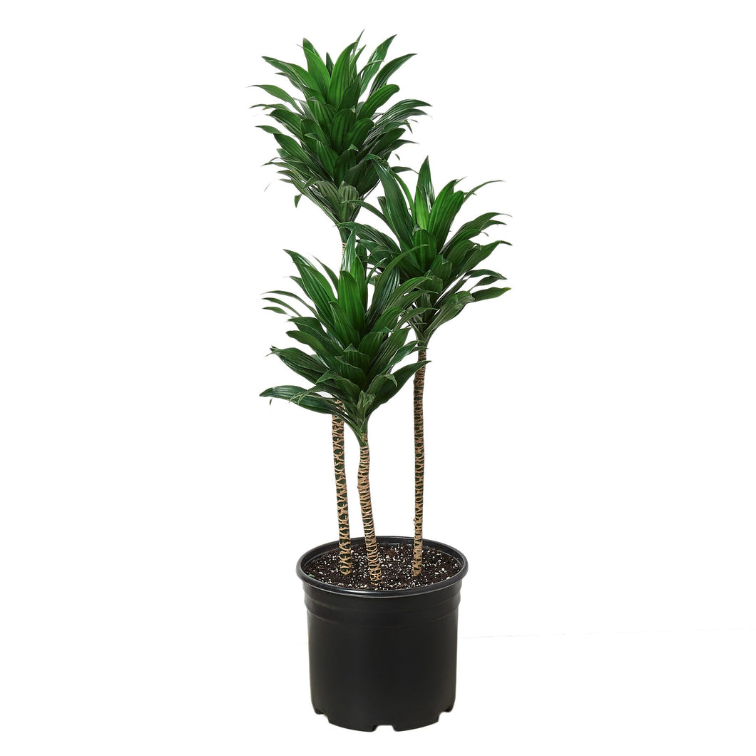 Dracaena 'Craigii' 3-4 ft Tall - 9