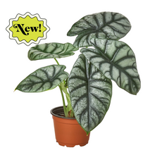 Load image into Gallery viewer, Alocasia Silver Dragon