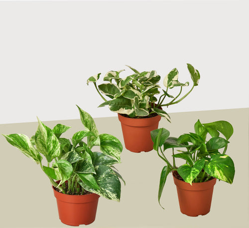 3 Pothos Variety Pack / 4