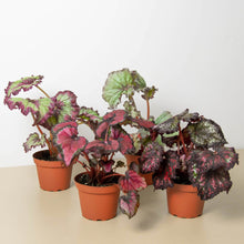 Load image into Gallery viewer, Begonia &#39;Rex&#39; - 4 Pack Variety