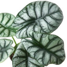 Load image into Gallery viewer, Alocasia Silver Dragon