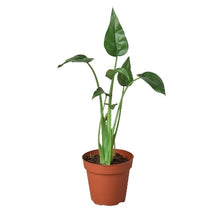 Load image into Gallery viewer, Alocasia &#39;Tiny Dancer&#39; - 4&quot; Pot