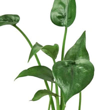 Load image into Gallery viewer, Alocasia &#39;Tiny Dancer&#39; - 4&quot; Pot
