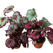 Load image into Gallery viewer, Begonia &#39;Rex&#39; - 4 Pack Variety