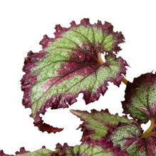 Load image into Gallery viewer, Begonia &#39;Rex&#39; - 4 Pack Variety