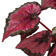 Load image into Gallery viewer, Begonia &#39;Rex&#39; - 4 Pack Variety