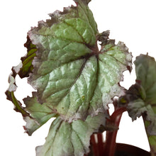 Load image into Gallery viewer, Begonia &#39;Rex&#39; - 4 Pack Variety