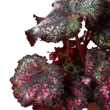 Load image into Gallery viewer, Begonia &#39;Rex&#39; - 4 Pack Variety