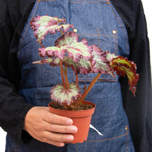 Load image into Gallery viewer, Begonia &#39;Rex&#39; - 4 Pack Variety