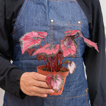 Load image into Gallery viewer, Begonia &#39;Rex&#39; - 4 Pack Variety