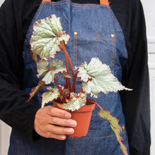 Load image into Gallery viewer, Begonia &#39;Rex&#39; - 4 Pack Variety