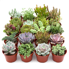 Load image into Gallery viewer, Assorted Succulent Variety