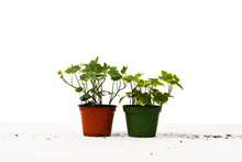 Load image into Gallery viewer, 2 English Ivy Variety Pack - 4&quot; Pot