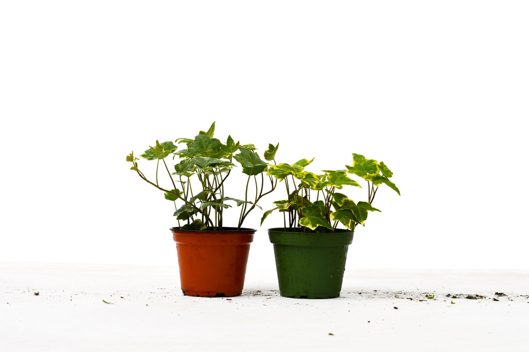 2 English Ivy Variety Pack - 4