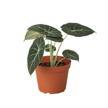 Load image into Gallery viewer, Alocasia Reginula &#39;Black Velvet&#39;