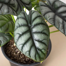 Load image into Gallery viewer, Alocasia Silver Dragon