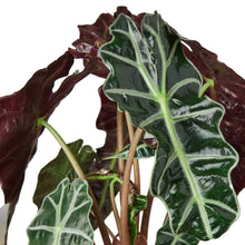 Load image into Gallery viewer, Alocasia Polly &#39;African Mask&#39;