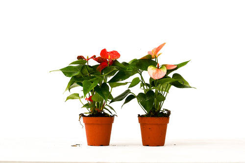 2 Anthurium Variety Pack - 4