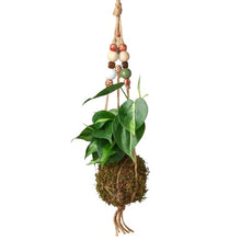 Load image into Gallery viewer, Bead Kokedama Moss Ball Hanging Plant