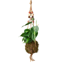 Load image into Gallery viewer, Bead Kokedama Moss Ball Hanging Plant