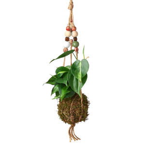 Bead Kokedama Moss Ball Hanging Plant