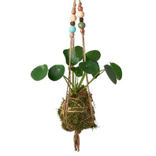 Load image into Gallery viewer, Bead Kokedama Moss Ball Hanging Plant