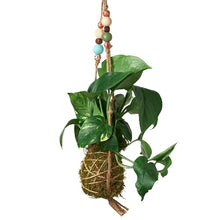 Load image into Gallery viewer, Bead Kokedama Moss Ball Hanging Plant