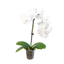 Load image into Gallery viewer, Orchid &#39;White Phalaenopsis&#39;