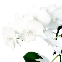 Load image into Gallery viewer, Orchid &#39;White Phalaenopsis&#39;