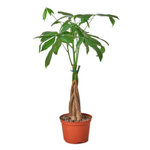 Load image into Gallery viewer, Money Tree &#39;Guiana Chestnut&#39; Pachira Braid - 4&quot; Pot - NURSERY POT ONLY